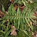 Polypodium cambricum L.<br />Polypodiaceae<br /><br />Polipodio del Galles <br />Polypode du Pays de Galles<br />Gallischer Tüpfelfarn