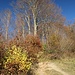 aufwärts Richtung Dandlberg