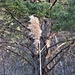 Arundo donax L.<br />Poaceae<br /><br />Canna domestica, Canna gentile <br />Canne de Provence, Roseau à quenouilles<br /> Pfahlrohr, Riesenschilf