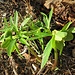 Helleborus viridis L.<br />Ranunculaceae<br /><br />Elleboro verde <br />Hellébore vert <br /> Grüne Nieswurz