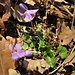 Viola riviniana Rchb.<br />Violaceae<br /><br />Viola di Rivinus <br />Violette de Rivinus, Violette à éperon clair <br /> Hain-Veilchen