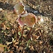 Helleborus niger L.<br />Ranunculaceae<br /><br />Elleboro bianco, Rosa di Natale <br /> Rose de Noël <br />Christrose, Schneerose