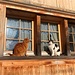Katzenpaar beim Hof nahe Neppenegg