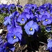 Gartenblumenpracht