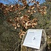 Terrain der [https://de.wikipedia.org/wiki/Flaumeiche Flaumeiche]