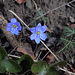 Leberblümchen blühten zuhauf