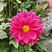 Blüte am Wegesrand
