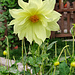 Blüte am Wegesrand