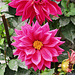 Blüte am Wegesrand