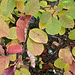 Blätter im Herbst
