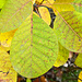 Blätter im Herbst
