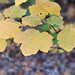 Blätter im Herbst