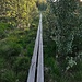 Bohlenwalk im Tuntrawald
