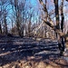I resti del recente incendio che ha coinvolto il versante del Colle di S.Vito