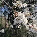 Prunus spinosa L.<br />Rosaceae<br /><br />Prugnolo <br />Epine noire, Prunellier <br /> Schlehdorn, Schwarzdorn