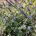 Echium vulgare L.<br />Boraginaceae<br /><br />Viperina azzurra <br />Vipérine commune <br />Gemeiner Natterkopf