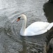 Schwan