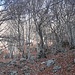 In faggeta verso la Bocchetta di Noga.