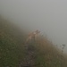Luca "verschwindet" fast im Nebel