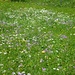 Blumenwiese beim Heutalbauern