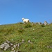 Einsames Schaf (!) auf der Ziegspitze (!)