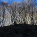 Lichter Bergwald