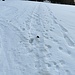 Es liegen noch paar cm Schnee, trotzdem darf es ruhig noch eine Ladung geben.