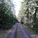 Unterwegs im Wald.