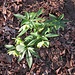 Helleborus viridis L.<br />Ranunculaceae<br /><br />Elleboro verde <br />Hellébore vert <br />Grüne Nieswurz