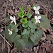 Viola alba Besser<br />Violaceae<br /><br />Viola bianca <br />Violette blanche <br />Weisses Veilchen