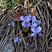 Viola reichenbachiana Boreau<br />Violaceae<br /><br />Viola silvestre <br />Violette des forêts <br /> Wald-Veilchen