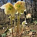 Helleborus niger L.<br />Ranunculaceae<br /><br />Elleboro bianco, Rosa di Natale<br /> Rose de Noël <br /> Christrose, Schneerose