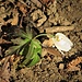 Anemone nemorosa L.<br />Ranunculaceae<br /><br />Anemone bianca <br /> Anémone des bois, Anémone sylvie <br />Busch-Windröschen, Wald-Anemone
