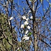 Prunus spinosa L.<br />Rosaceae<br /><br />Prugnolo<br />Epine noire, Prunellier<br />Schlehdorn, Schwarzdorn