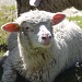 Ein gemütliches Schaf