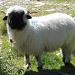 Ein tr(z)otteliges Schaf