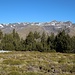 Blick über den Kiefernwald zum Pico del Veleta