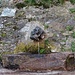 Fontana sulla strada Narro-Indovero