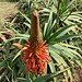 Aloe vera in Jardim do Mar
