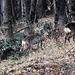 Appena arrivati a Cicogna, mentre ancora stavamo sistemando gli zaini e mettendo gli scarponi, ecco il primo dei numerosi  avvistamenti di giornata: un gruppetto di caprioli che, belli belli, stavano brucando tranquillamente nel bosco proprio sotto il piccolo parcheggio di fianco all’ostello. (foto Fabio)