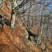 Lasciata la radura descritta in precedenza, si entra in un bellissimo bosco di faggi e, seguendo un sentiero ben segnalato che attraversa i ripidi pendii che scendono verso la Val Pogallo, ci si dirige verso la Colma di Belmello.
