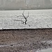 testimone di alluvioni dimenticate (inverno piu secco da 100 anni) vedeggio foce