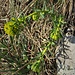 Euphorbia palustris L.<br />Euphorbiaceae<br /><br />Euforbia lattaiola <br /> Euphorbe des marais <br /> Sumpf-Wolfsmilch