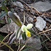 Polygala chamaebuxus L.<br />Polygalaceae<br /><br />Poligala falso bosso <br />Polygale petit buis <br /> Buchsblättrige Kreuzblume