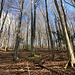 im Wald vor dem Ausstieg zur Roggenweid