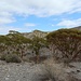 Eukalyptus Anpflanzung beim Poblado El Cóndor