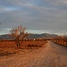 Mandelbäume auf den Llanos del Cocón