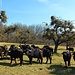 Nicht in der Savanne, sondern am Hof Riedern empfängt uns eine große Herde Wasserbüffel