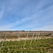 Weinlagen bei Leistadt.