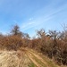 Weite Teile der Gemarkung Leistadt stehen unter Naturschutz. Das 1952 begründete Naturschutzgebiet Felsenberg-Berntal ist das bekannteste - und das älteste von ihnen. Das etwa 300 Hektar große Gebiet besteht aus dem Felsenberg und dem Berntal.